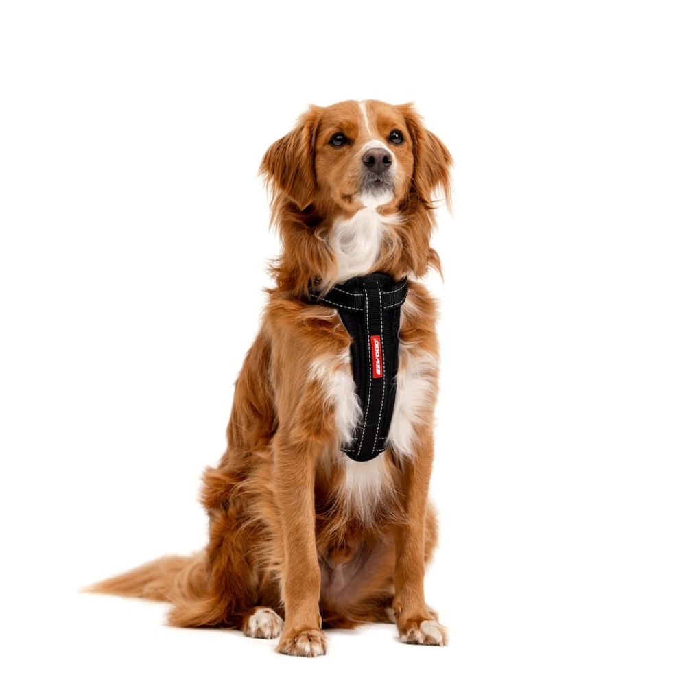 EZYDOG No Pull Chest Plate Dog Harness Escape Proff It Works!